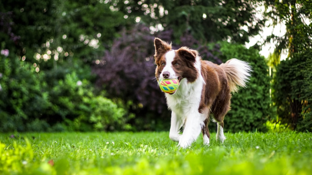 Dog Poop Bags