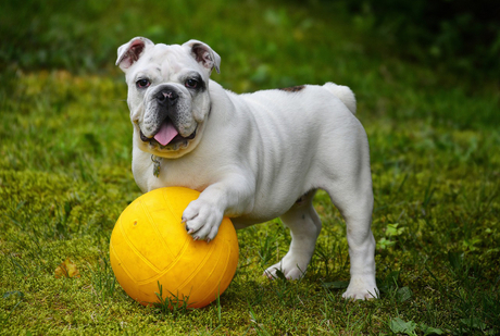 english-bulldog-562723_1280.jpg